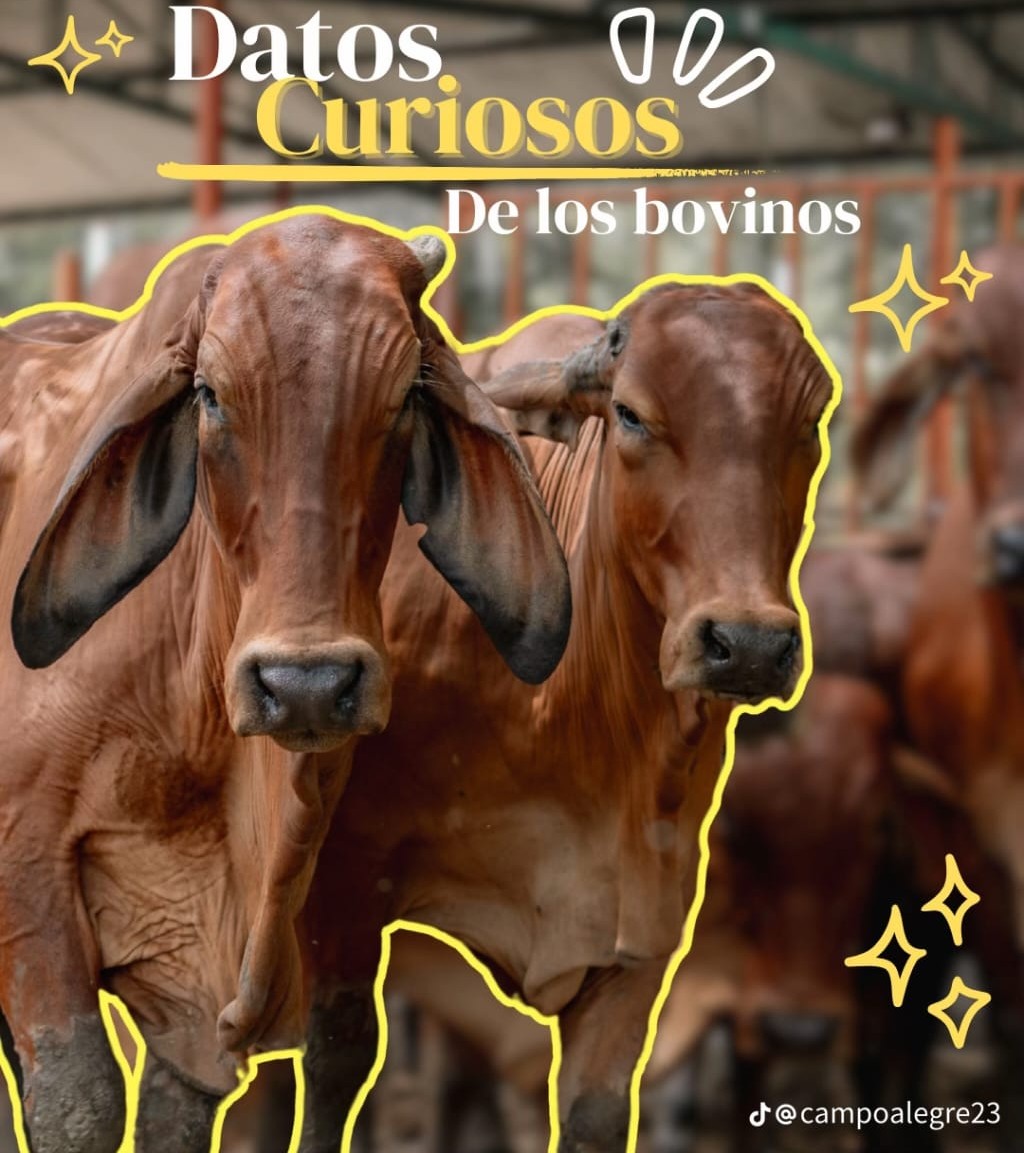 Sur de Bolivar Pasion Ganadera tweet media