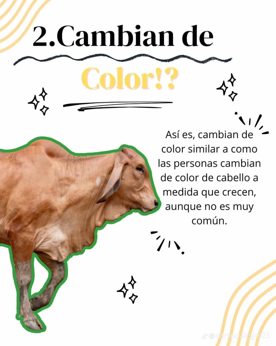 Sur de Bolivar Pasion Ganadera tweet media