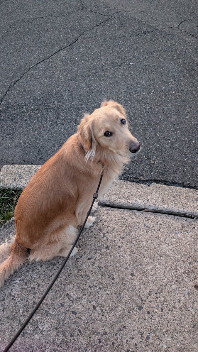 Dereliquit Lupus tweet media