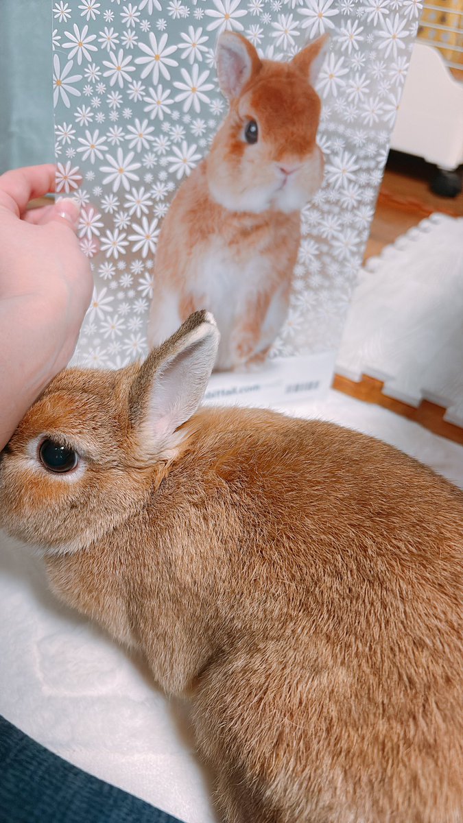 komugiii326's tweet photo. ワイ「むっちゃんに似てる〜」
🐰「それより写真撮ってないで撫でて」 https://t.co/6r5kEkq58C