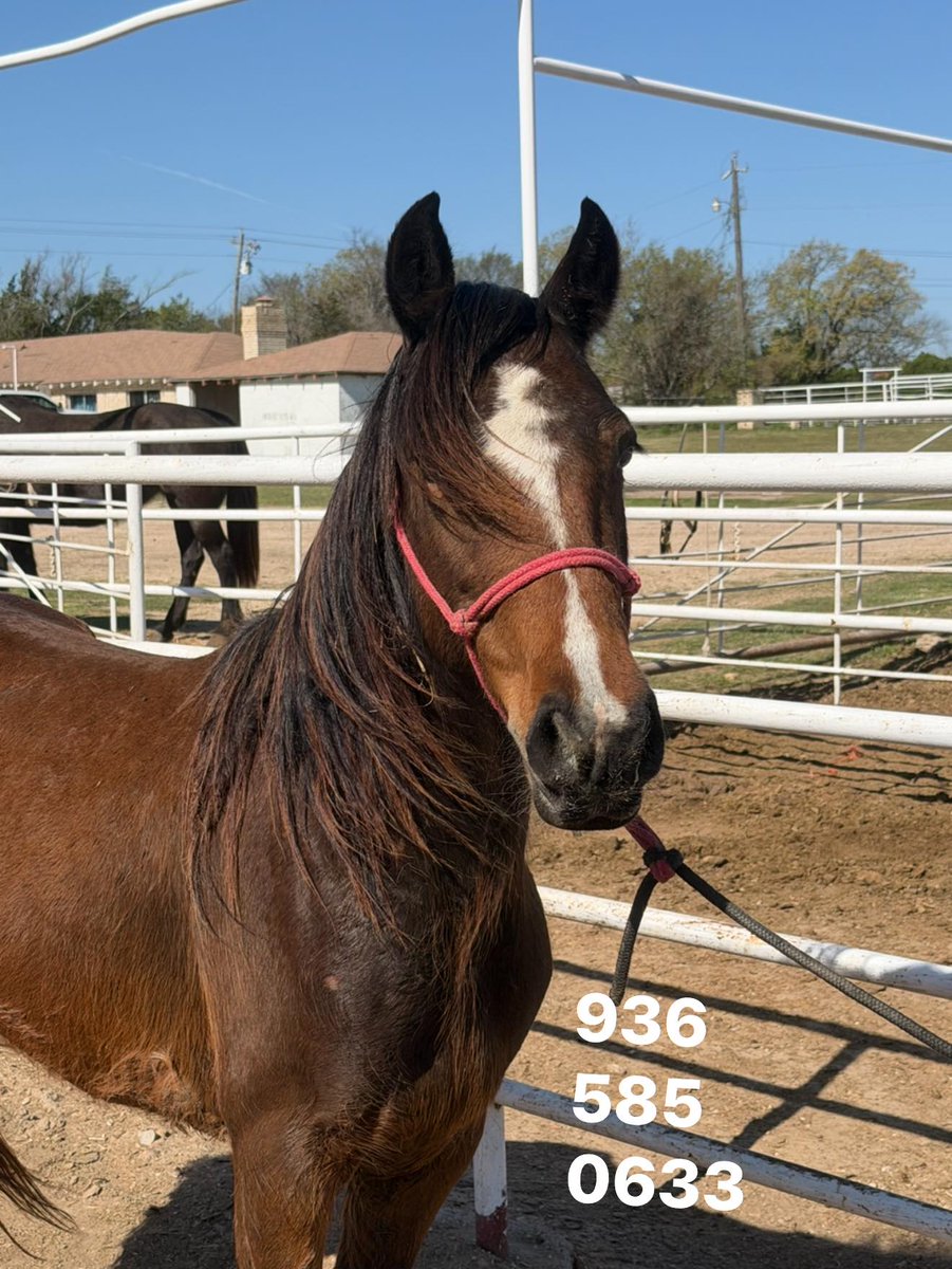 Salvation Wild Mustang Sanctuary tweet media