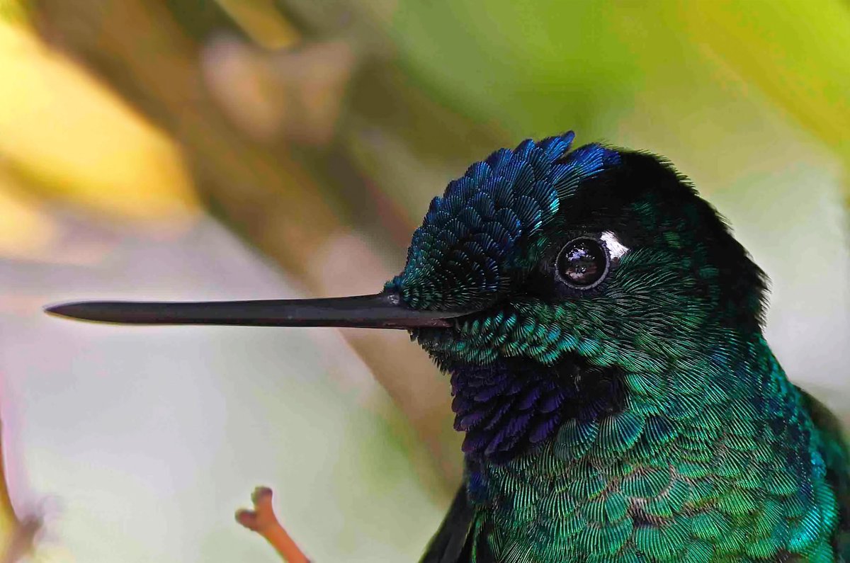 Paul Chapman tweet media