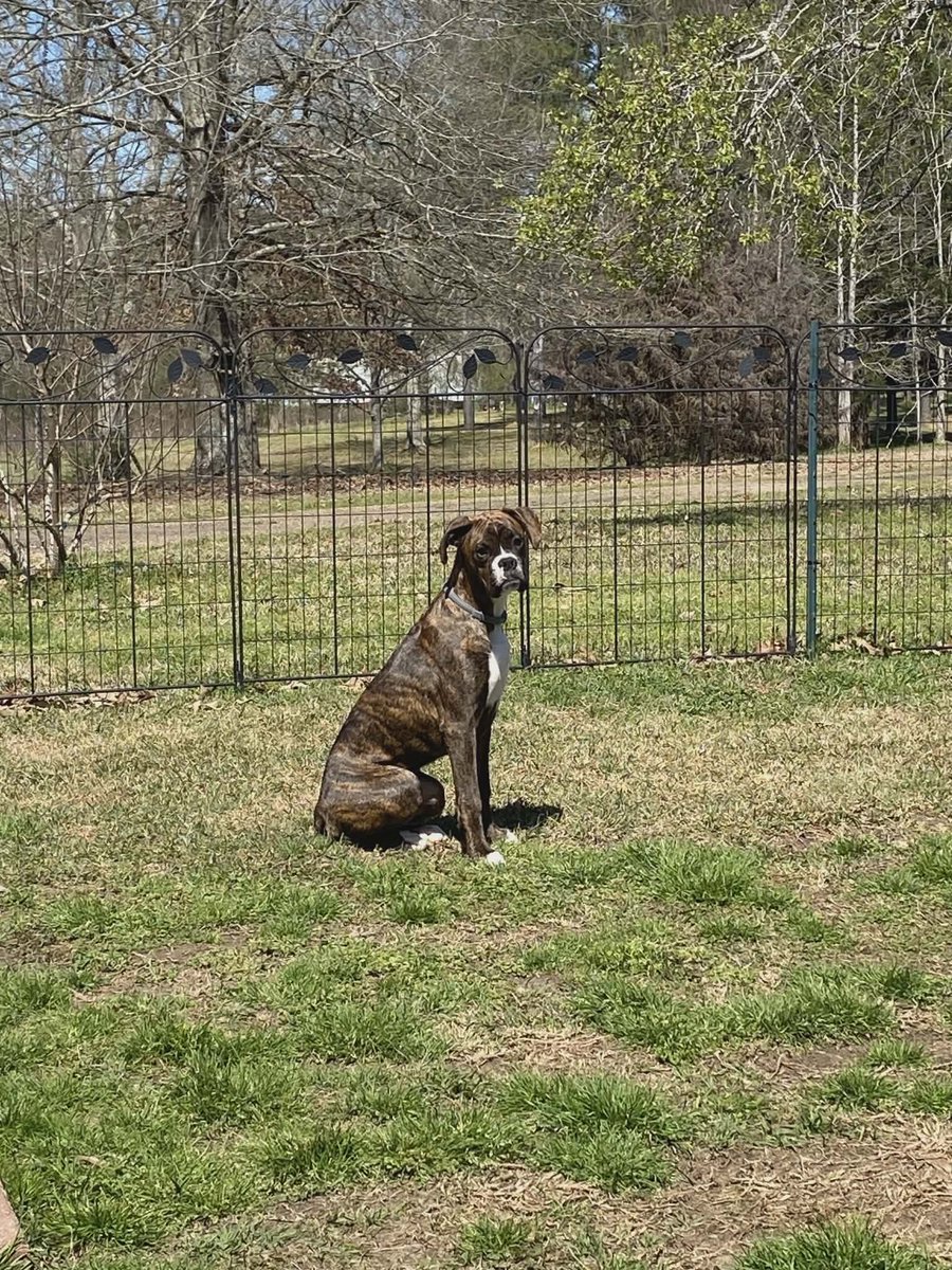 Adopt A Boxer tweet media