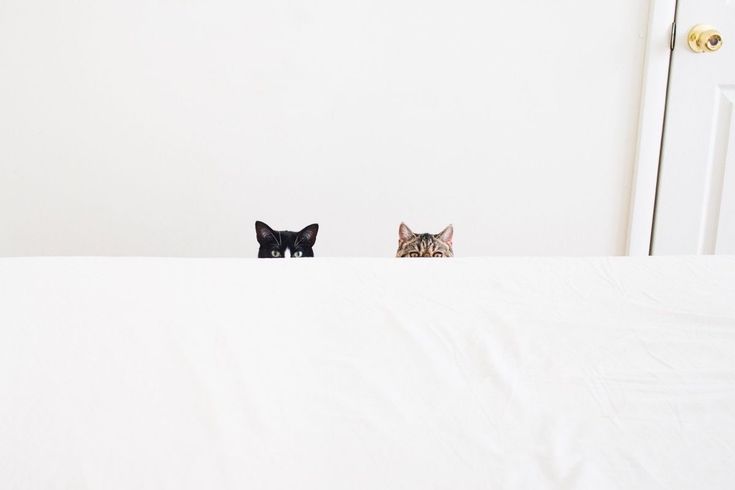 潜入捜査ฅ(ˆ⩌⩊⩌ˆ)ฅﾆｬ🐾ᵕ̈