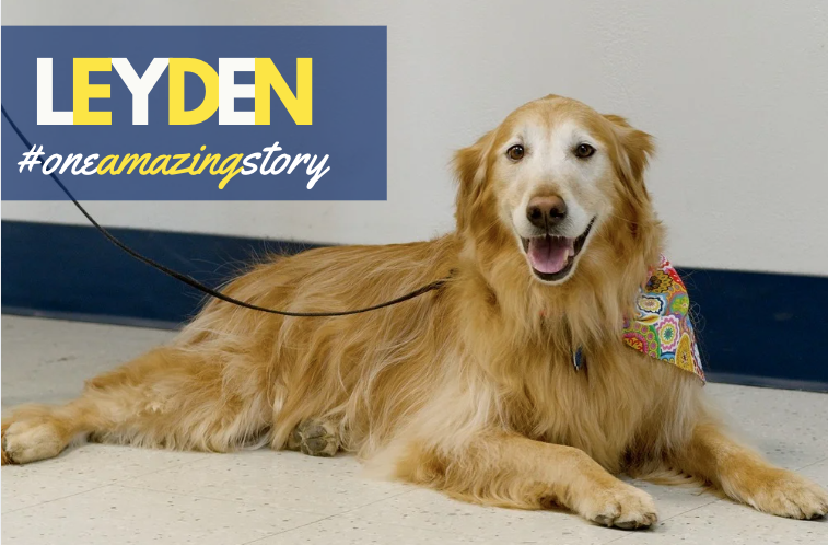 Leyden High Schools District 212 tweet media