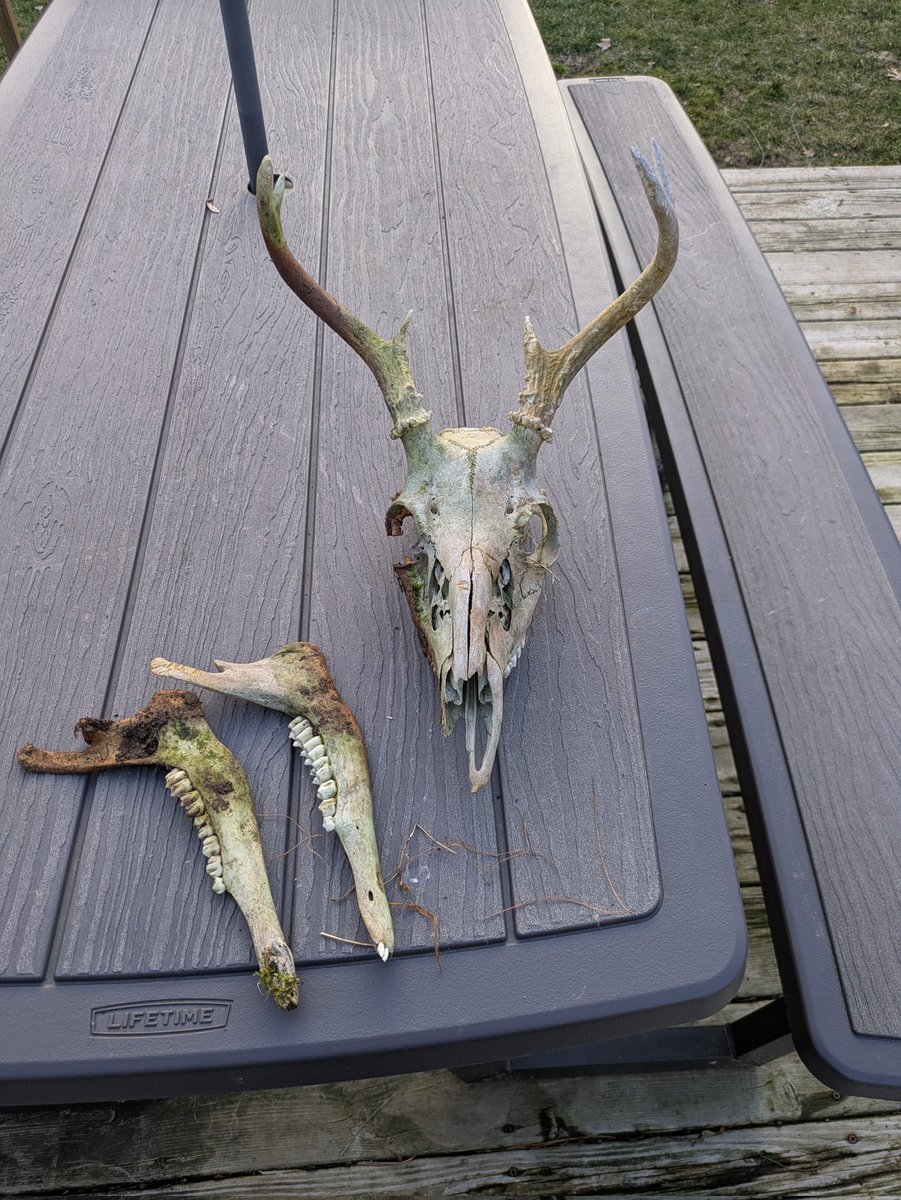 Straight Line USA tweet media