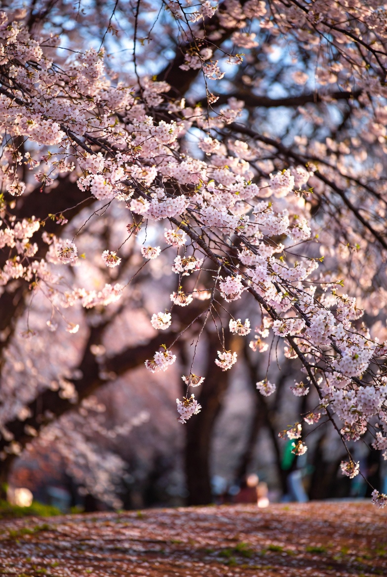 QwikAd.com tweet media