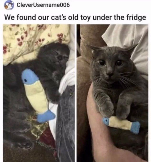 Cat TikToks tweet media