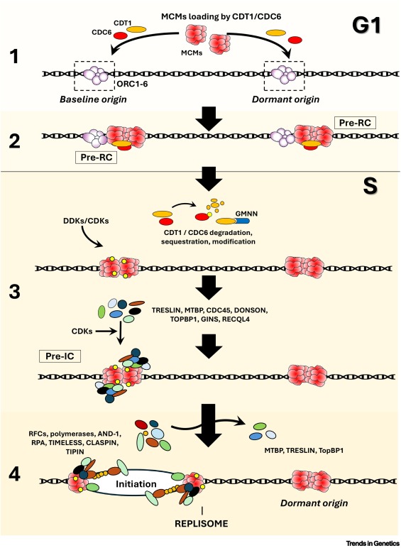 Trends in Genetics tweet media