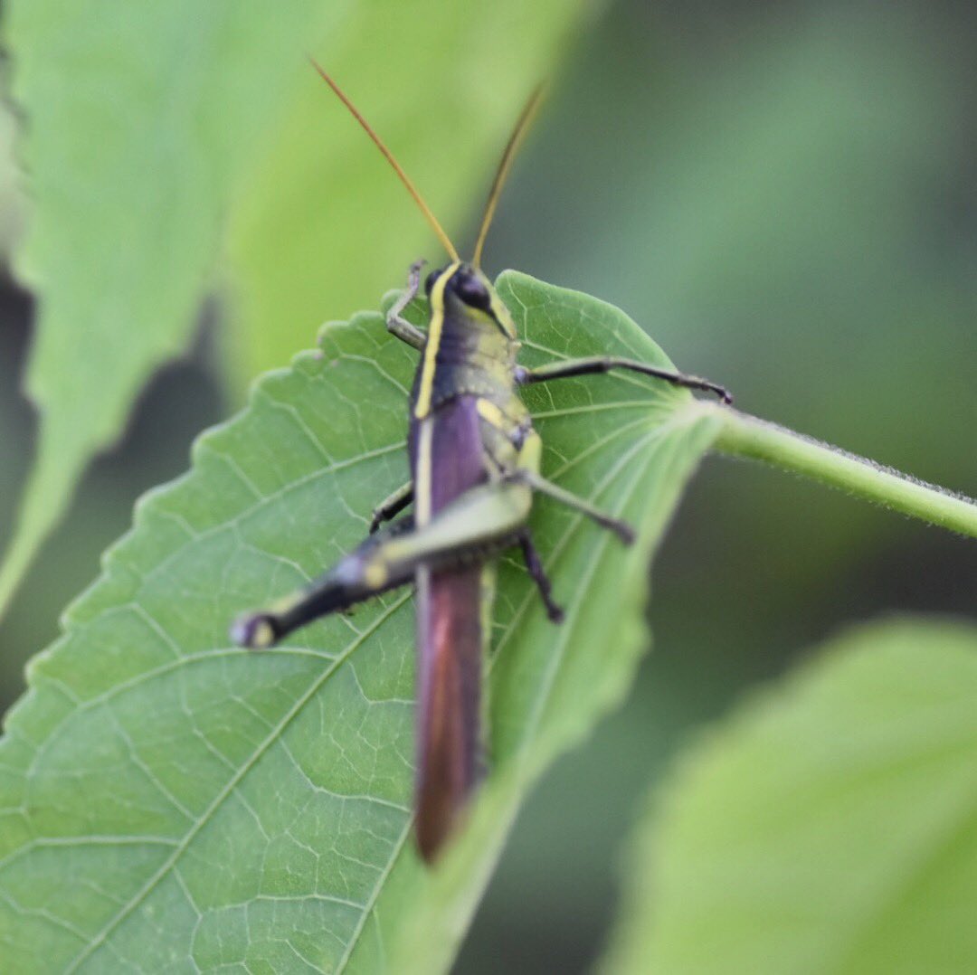 Haydel Consulting tweet media