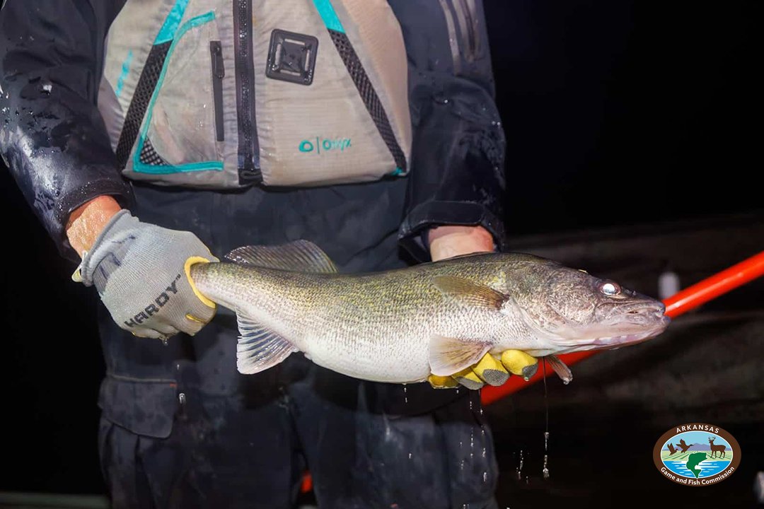 Arkansas Game and Fish Commission tweet media