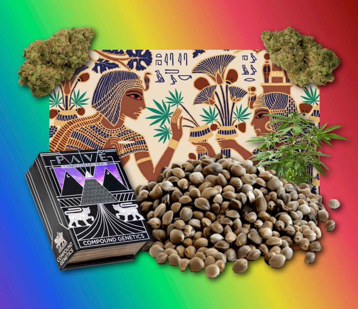 Pearl Polanski 🌻🇺🇦🇺🇸 tweet media