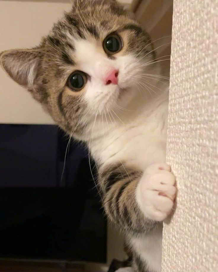 伊豆の天狗👺👍 tweet media