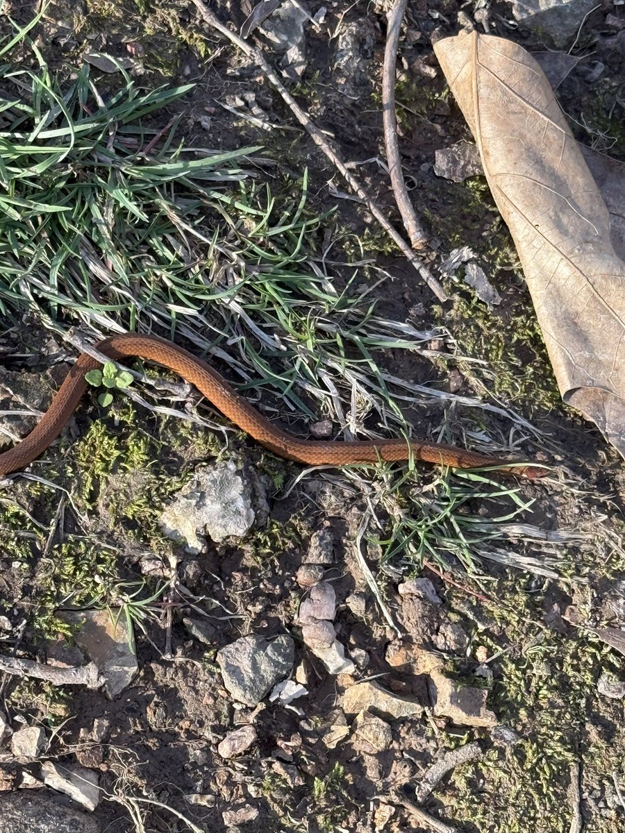 Centaurus L4 tweet media