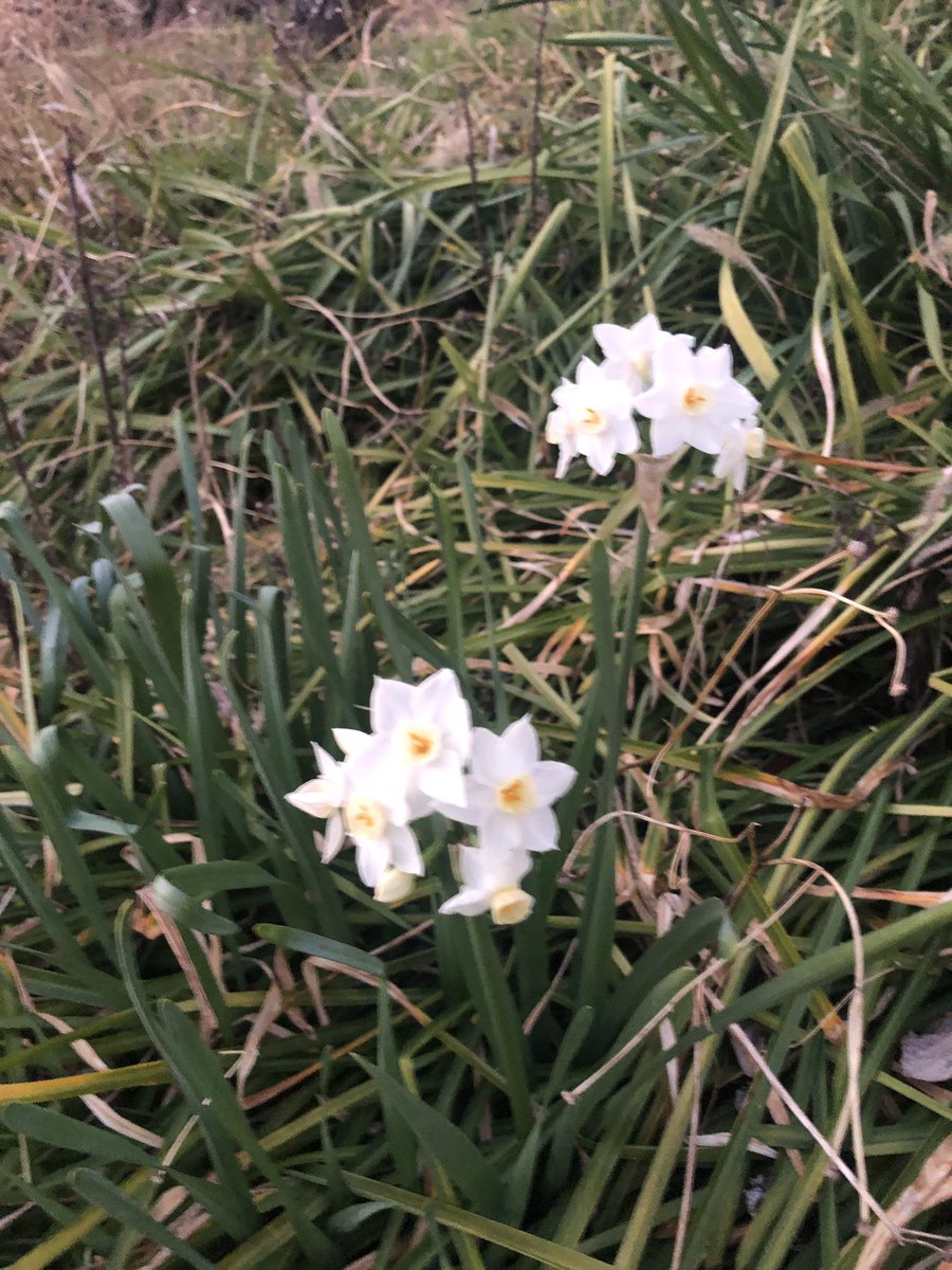 ちっきん tweet media