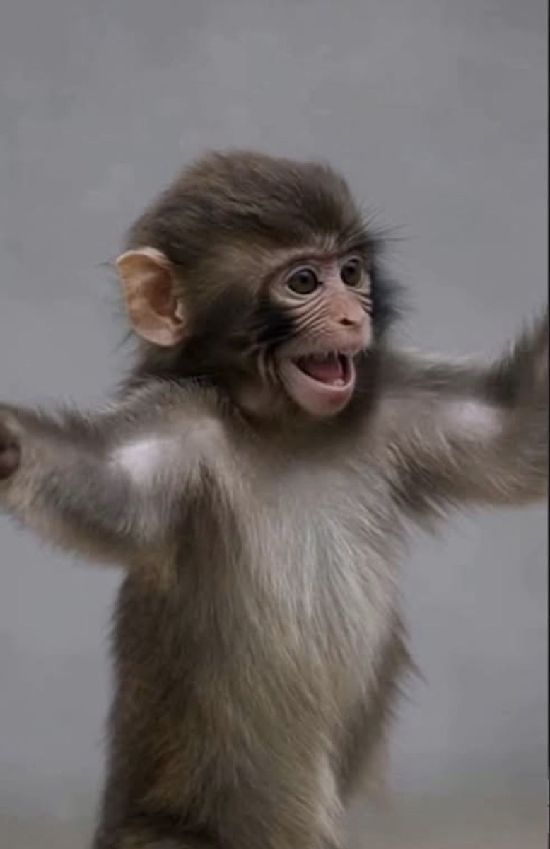 GoodShibu tweet media