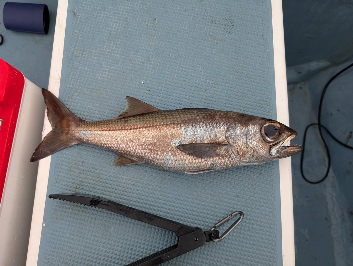 ドレイク tweet media