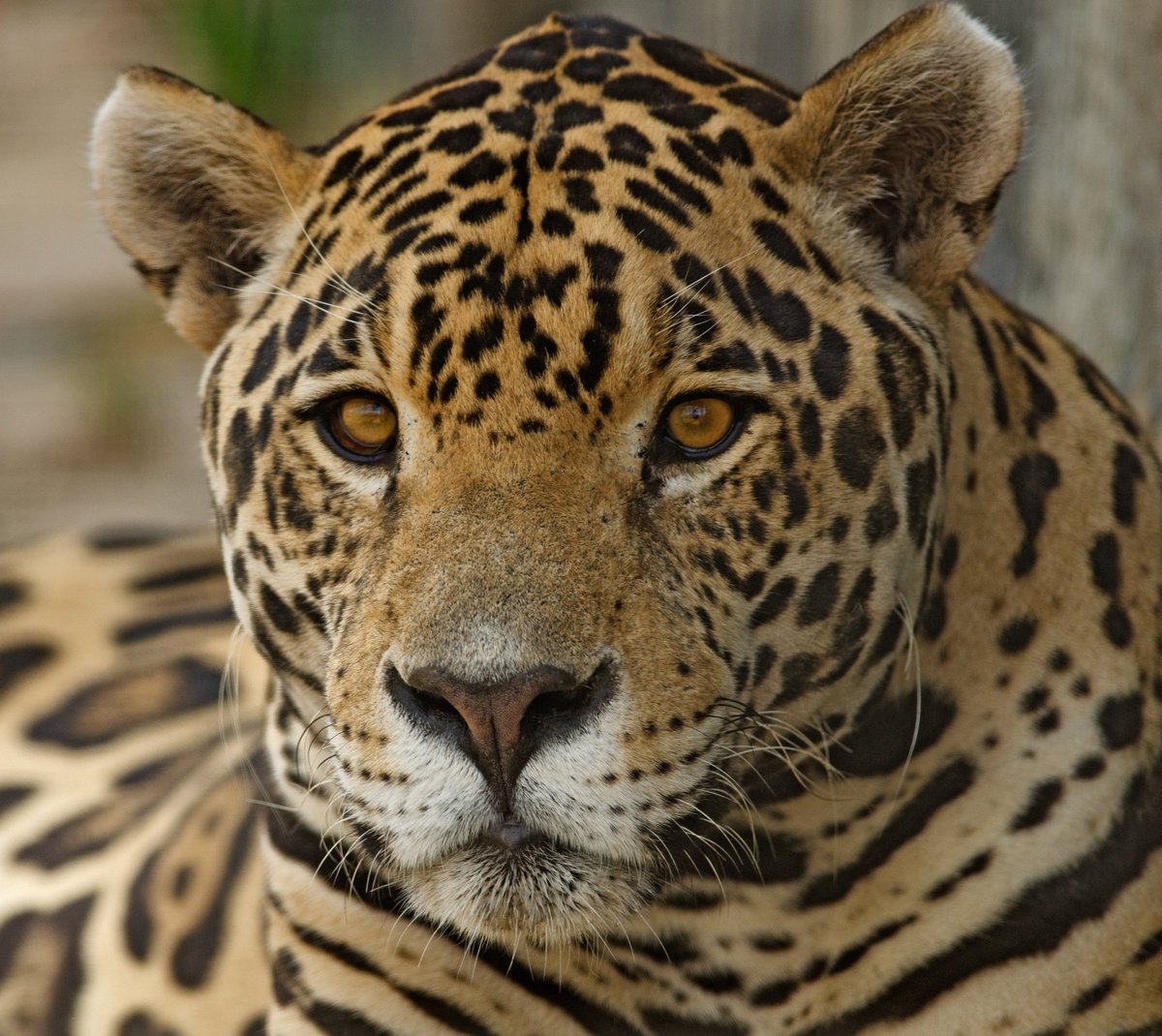 Stats Globe tweet media