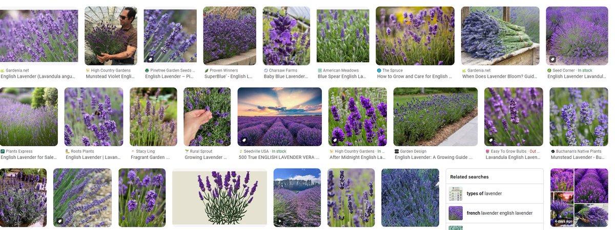 Loupey Gardener tweet media