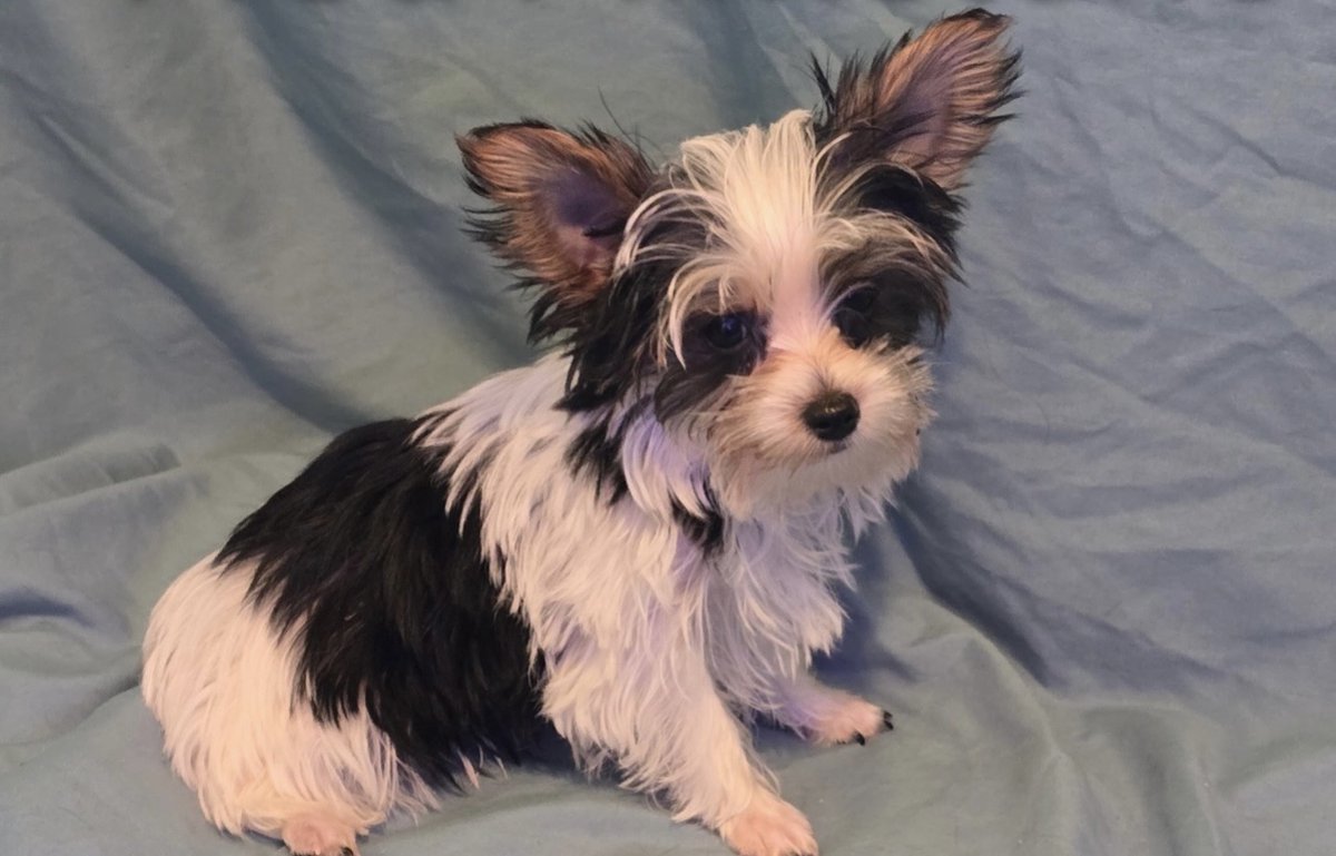 Nana - Angels Here tweet media