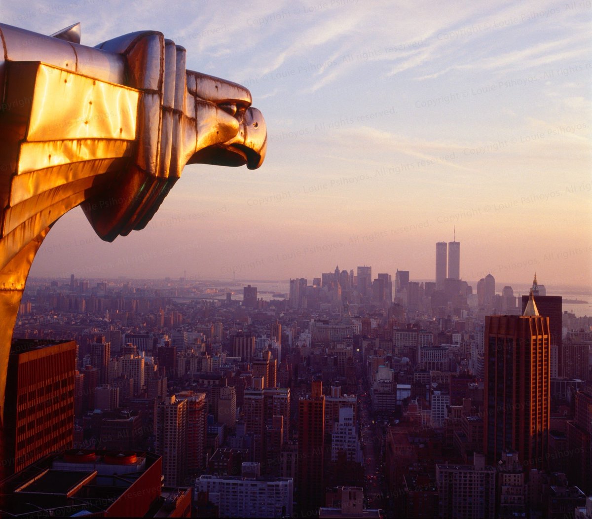 Polar bear tweet media