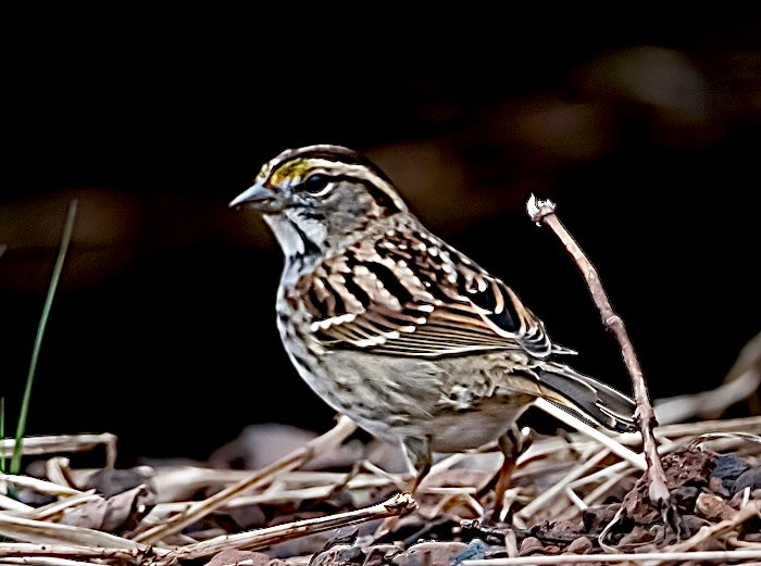 Chandana Roy tweet media