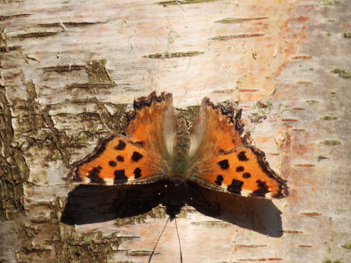 steve griffin tweet media