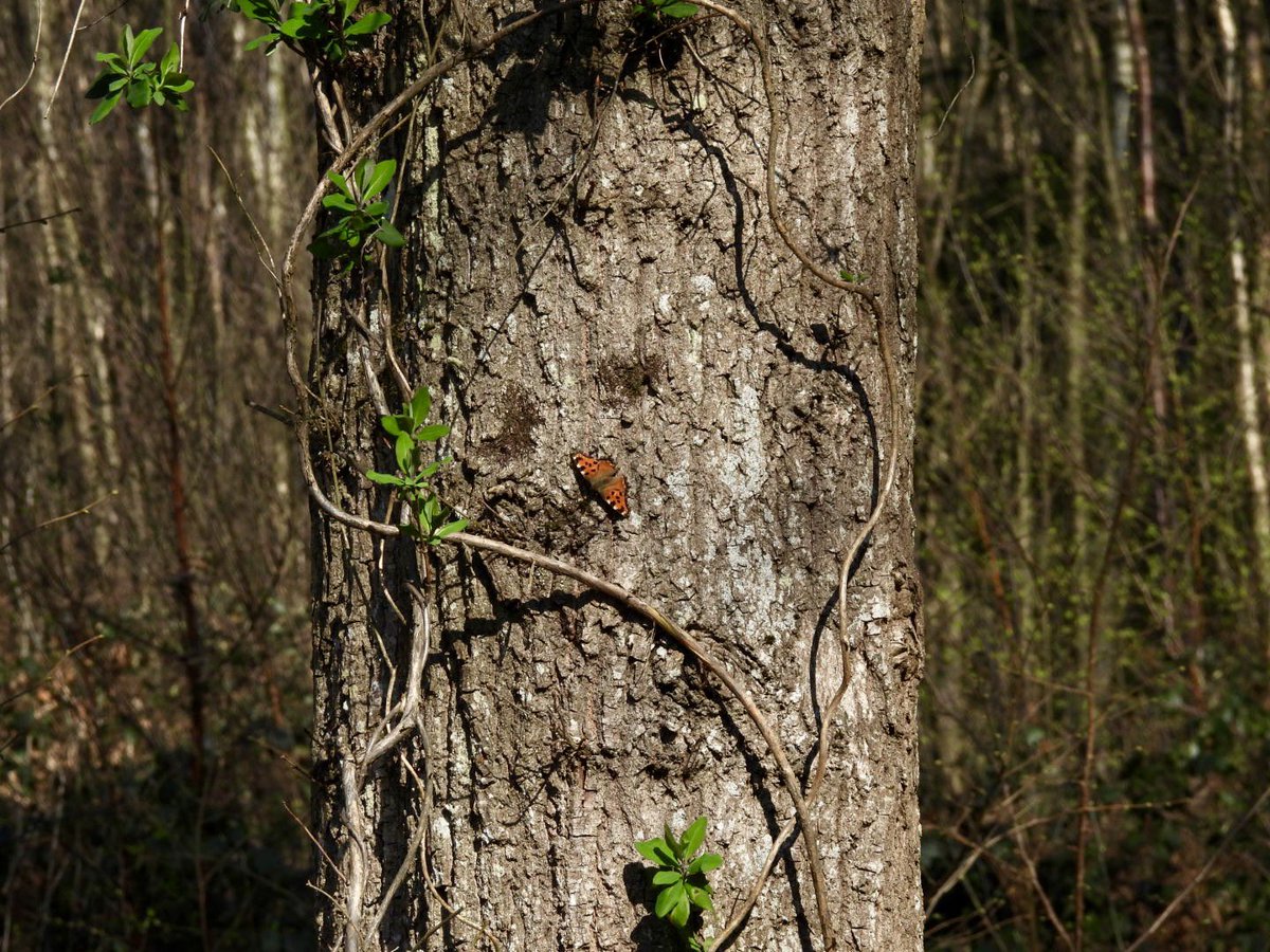 steve griffin tweet media
