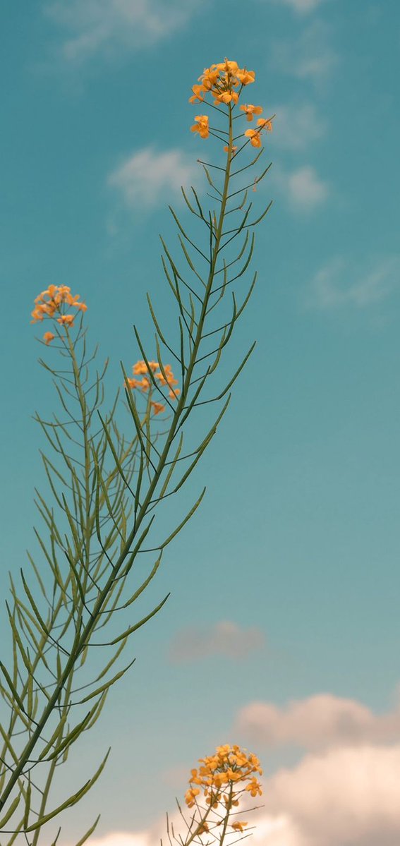 Muhammad Farooq tweet media