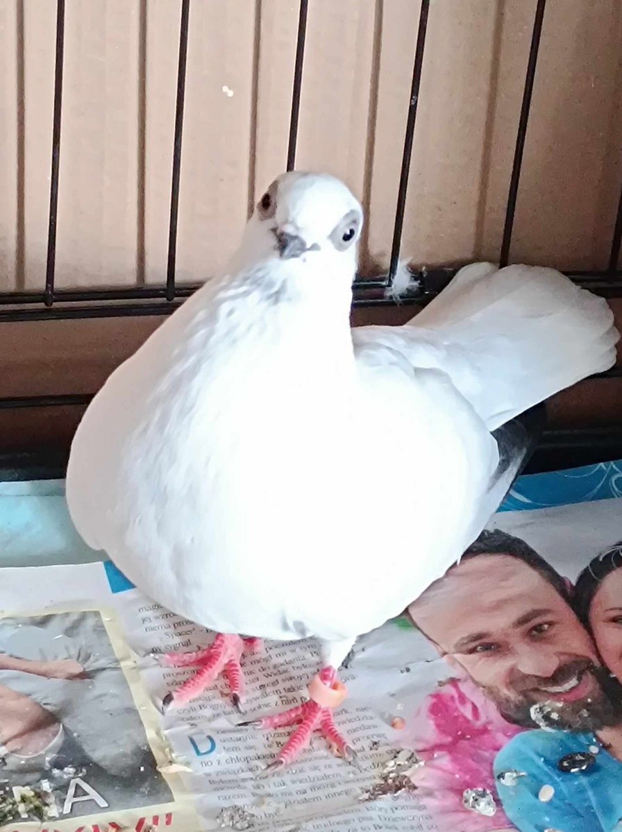 Lex (28.03.2026 | 3.0 debiut) tweet media