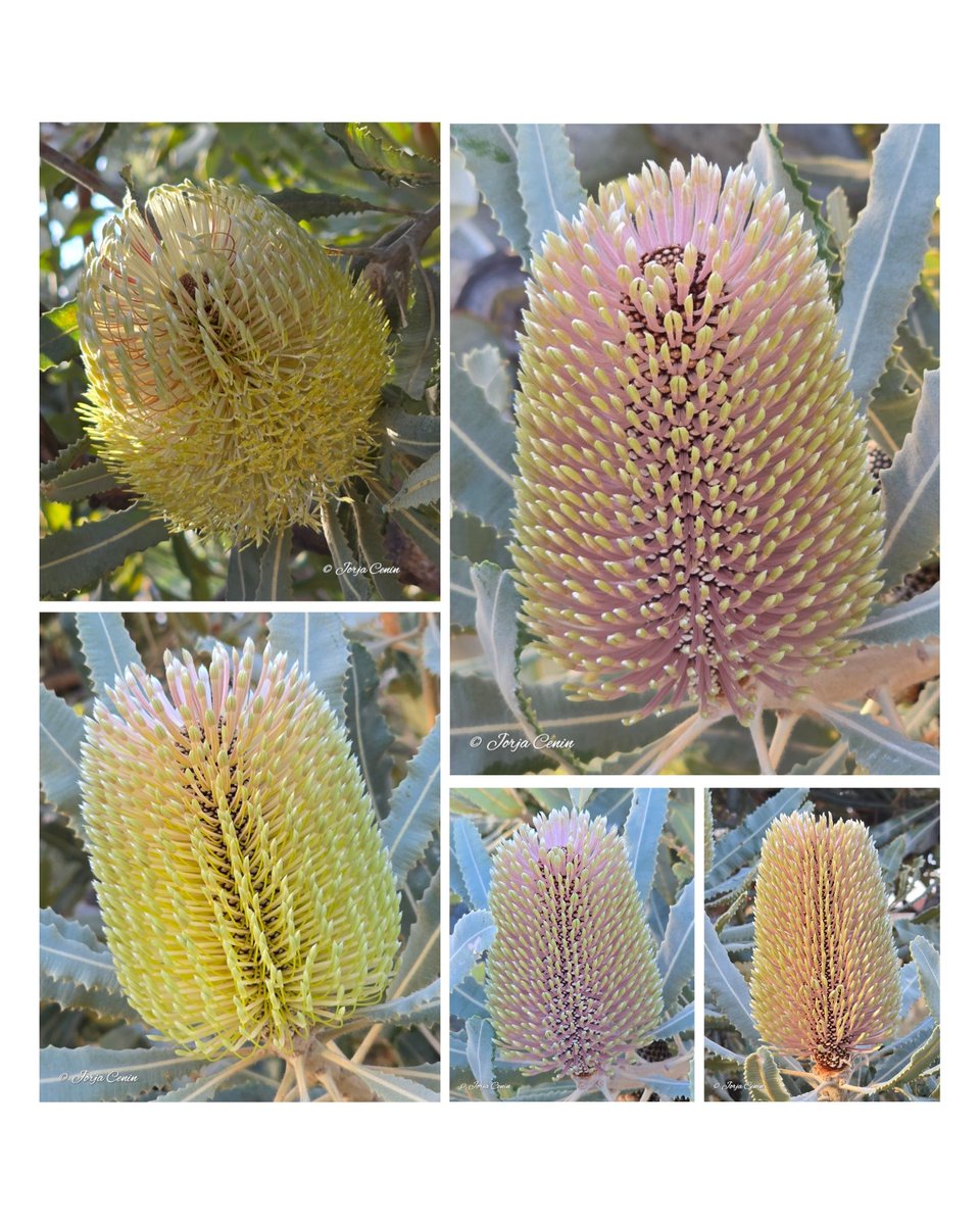 Into Nature Photography with Jorja tweet media