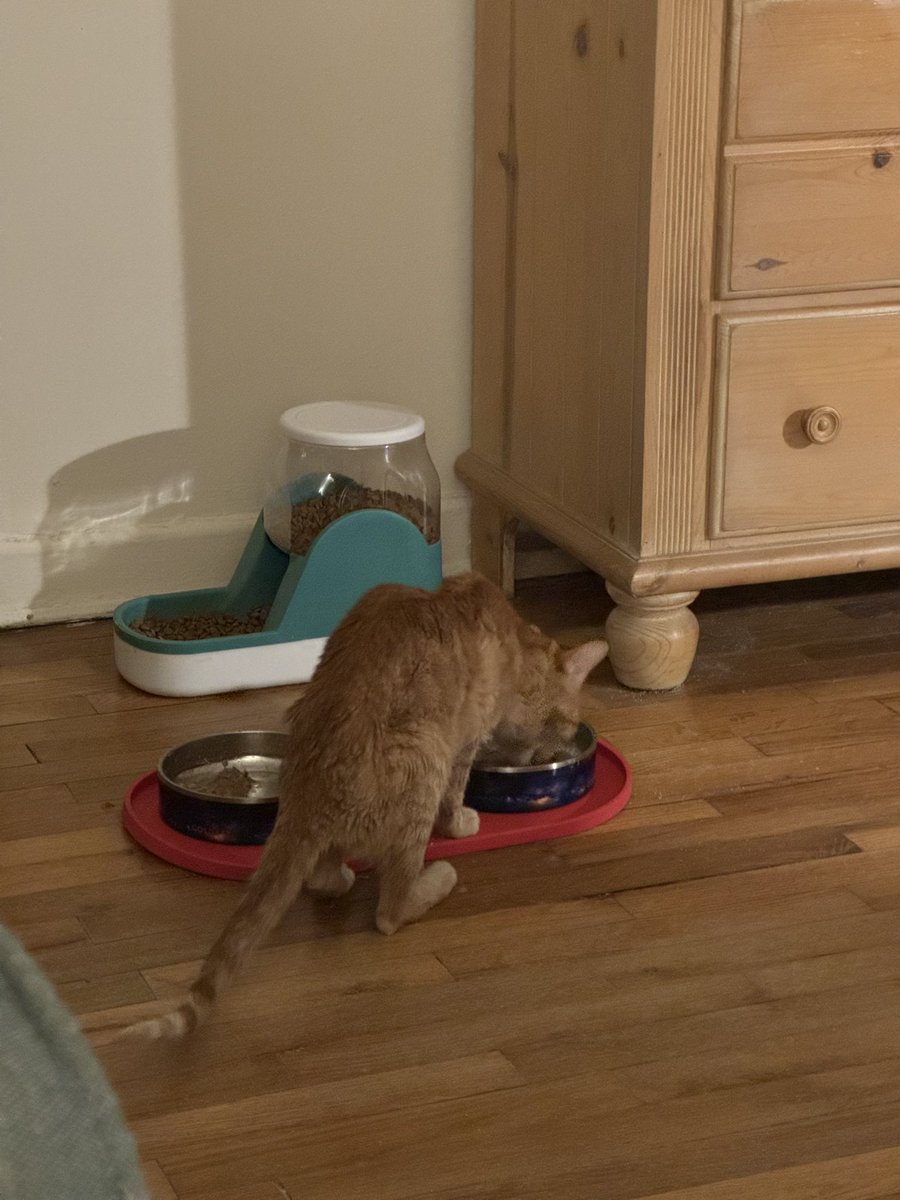 Amy Grech 🔪🩸A SHADOW OF YOUR FORMER SELF tweet media