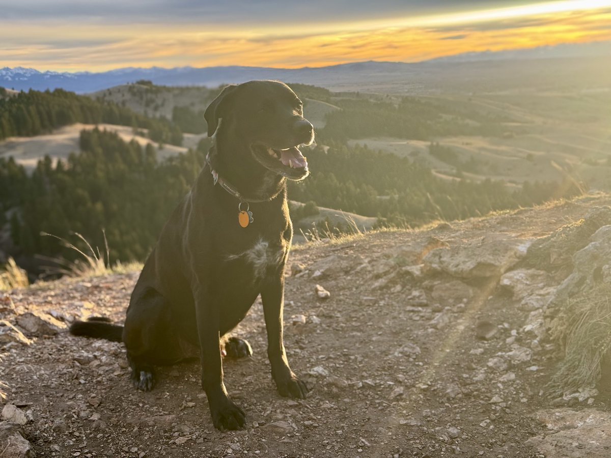 Peder E. Horner, MD Interventional Physician tweet media