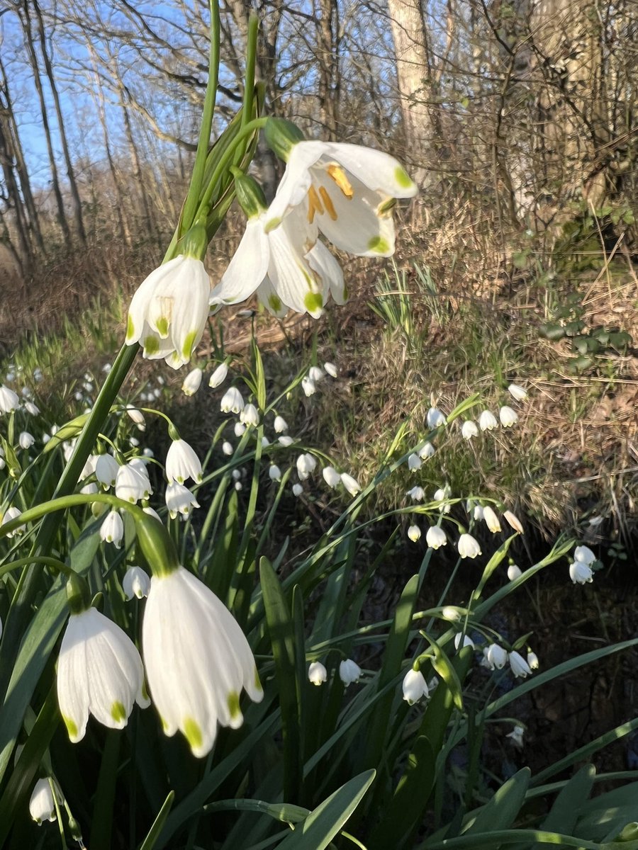 steve griffin tweet media