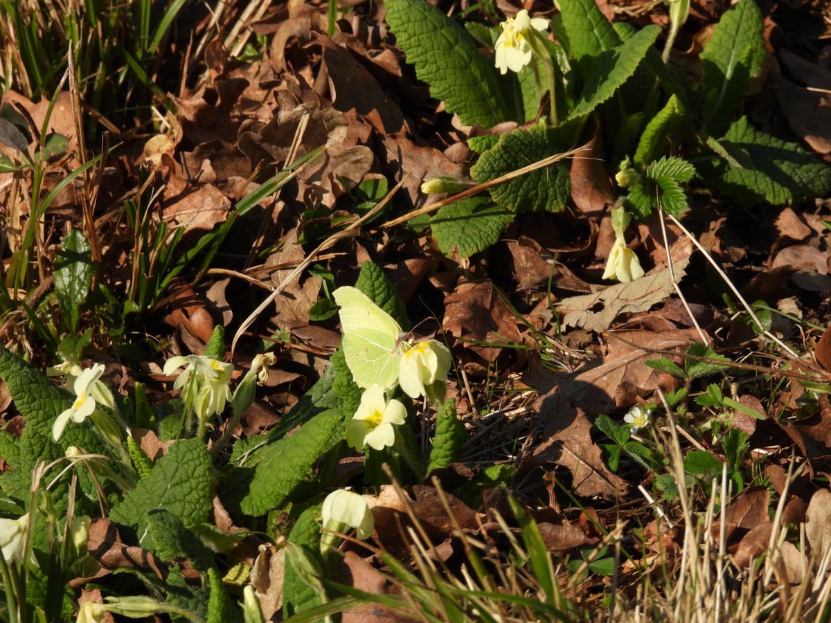 steve griffin tweet media