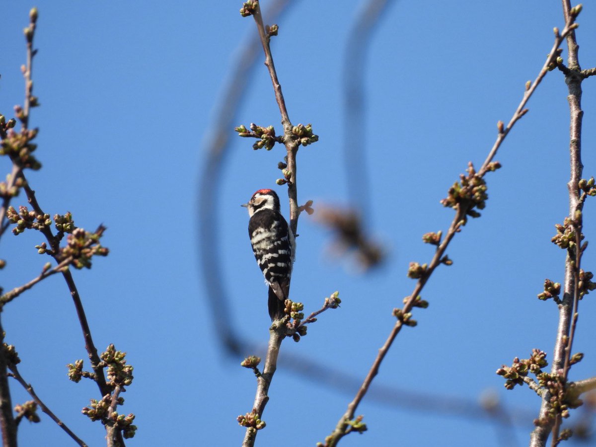 steve griffin tweet media