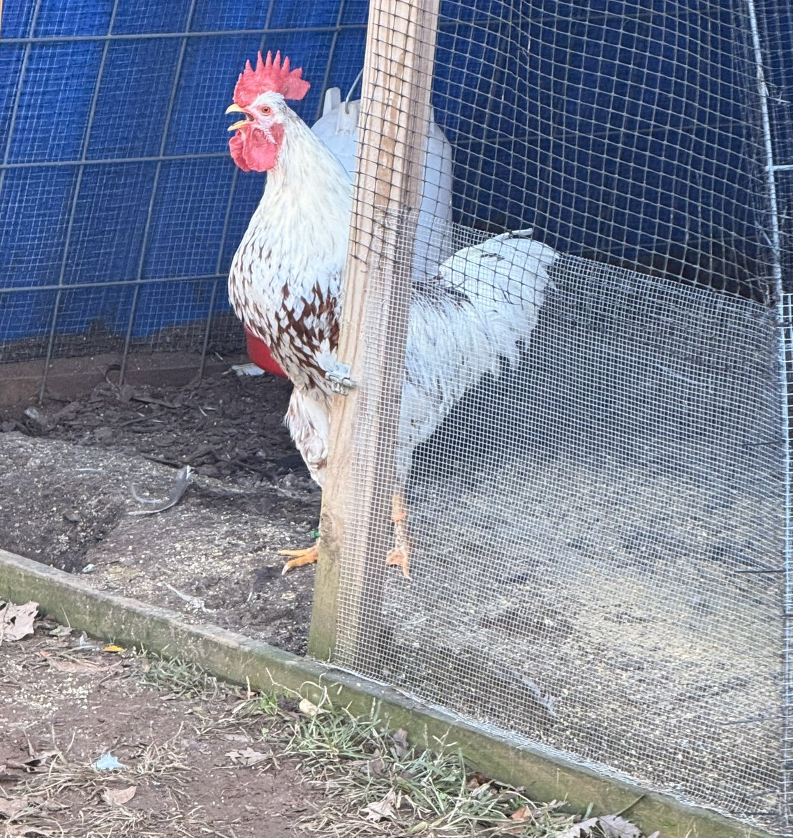 Anthony Tomlinson tweet media