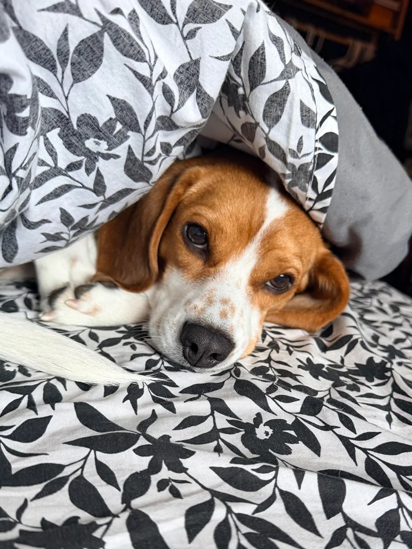 Battle Beagle tweet media