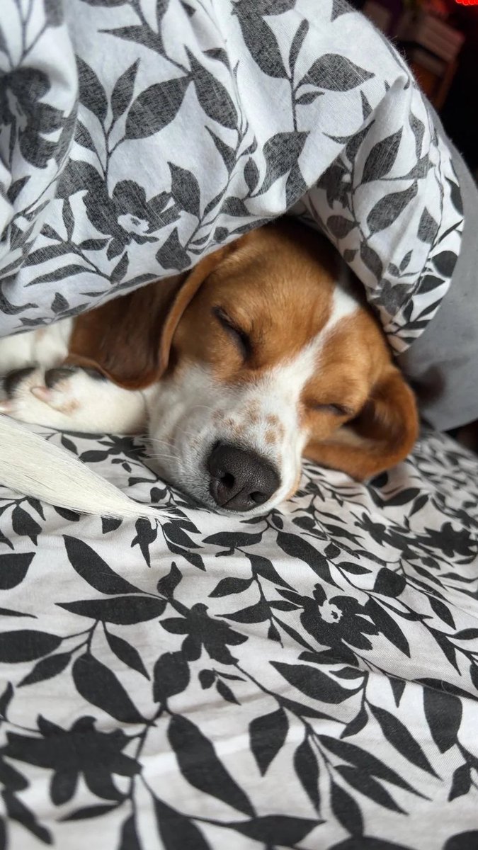 Battle Beagle tweet media