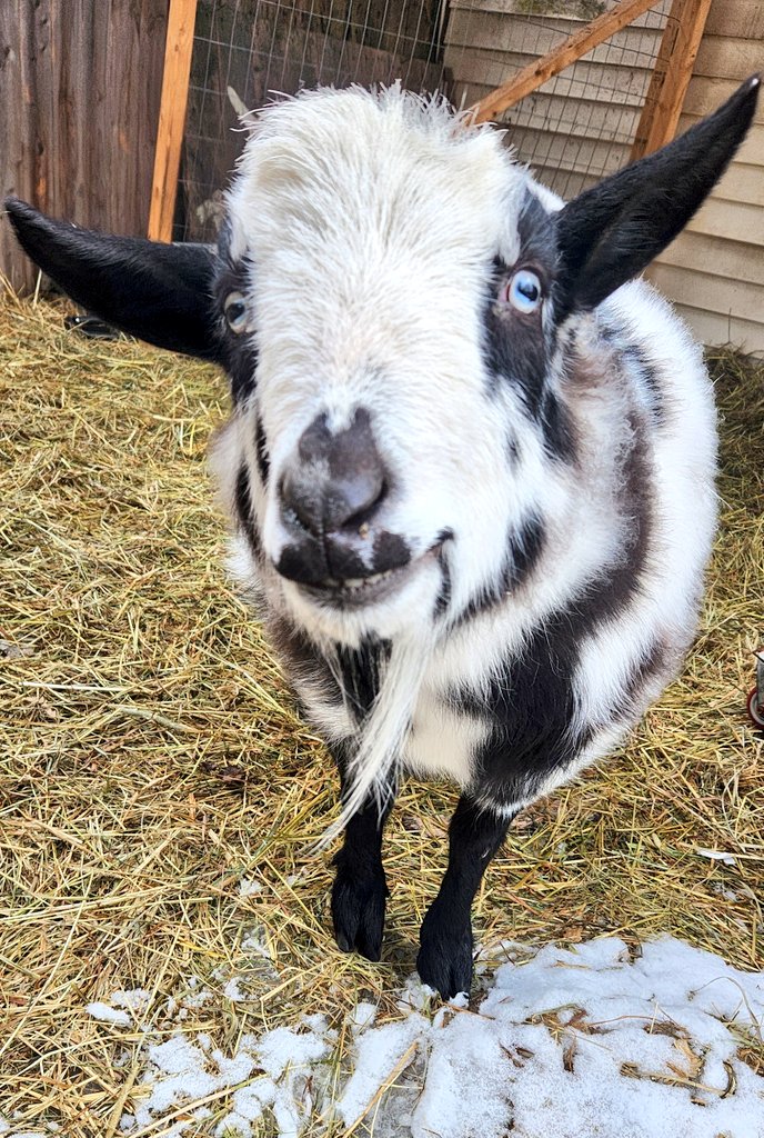 🐐Winston🌈Thatcher🌈Domino, Walnut, Jasper🐐 tweet media