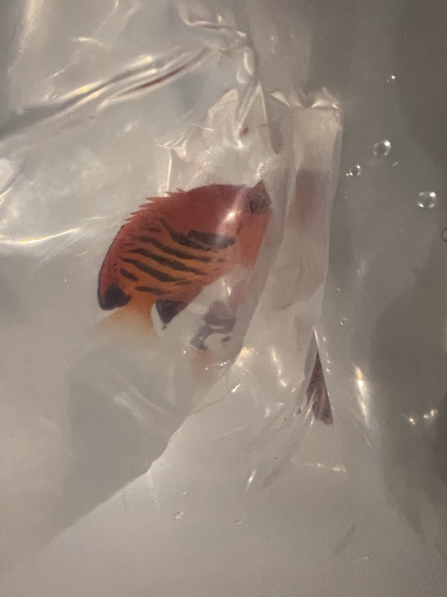 アクアショップ ポイズン tweet media