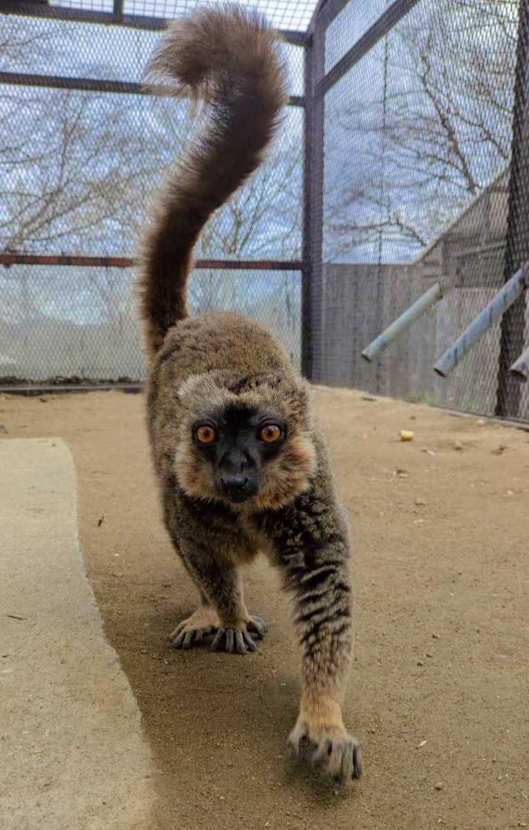 市原ぞうの国・サユリワールド【公式】 tweet media