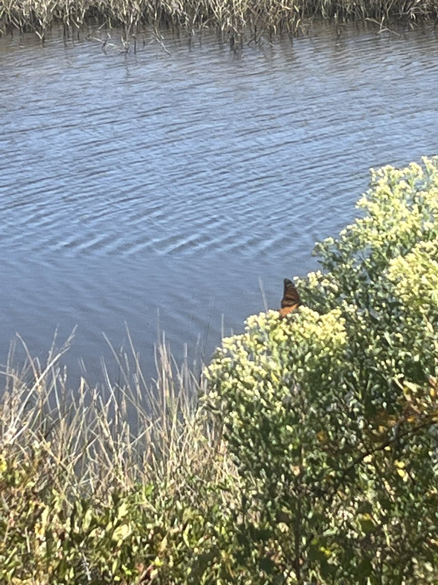 windsocksVU tweet media