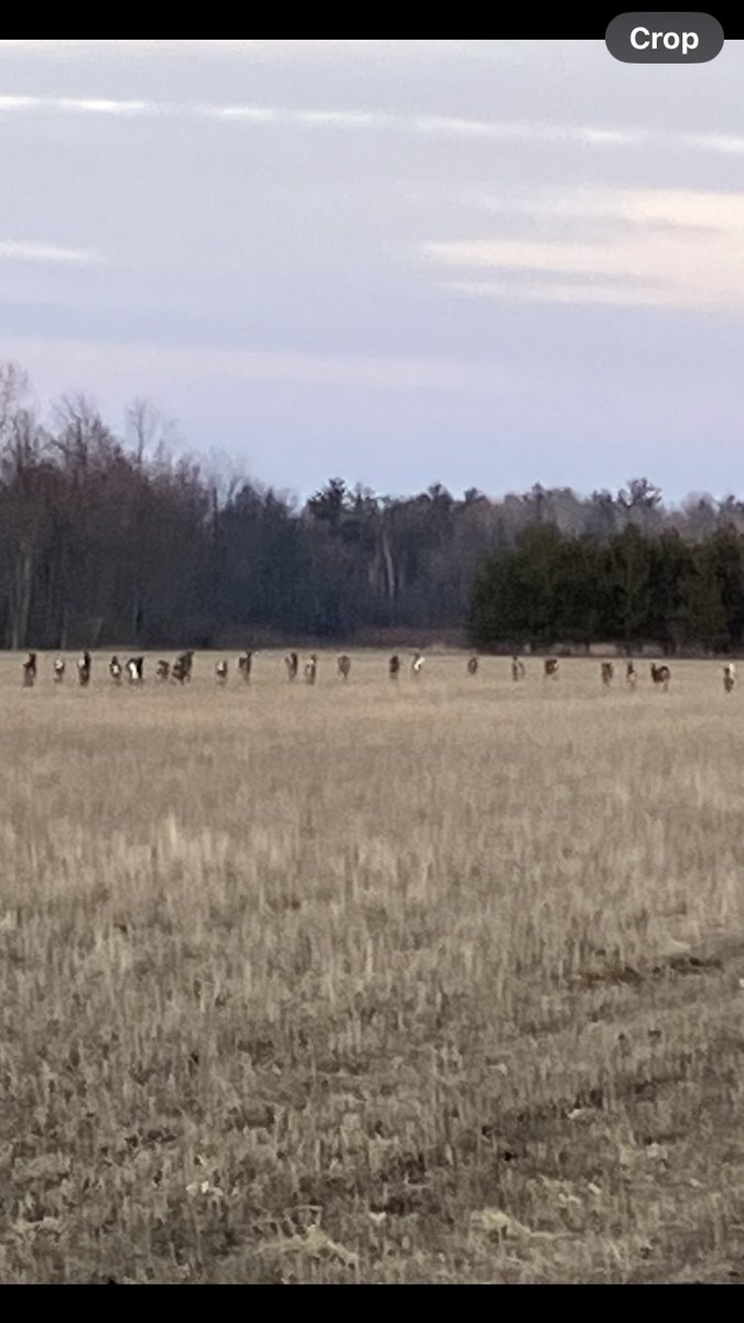 Corn Grower tweet media