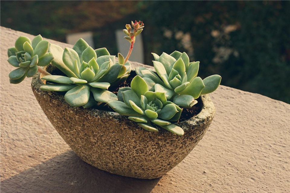 ernesto guevara tweet media