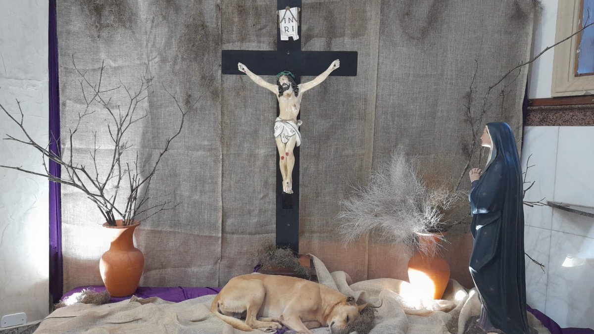 Cãogonhal - Proteção Animal tweet media