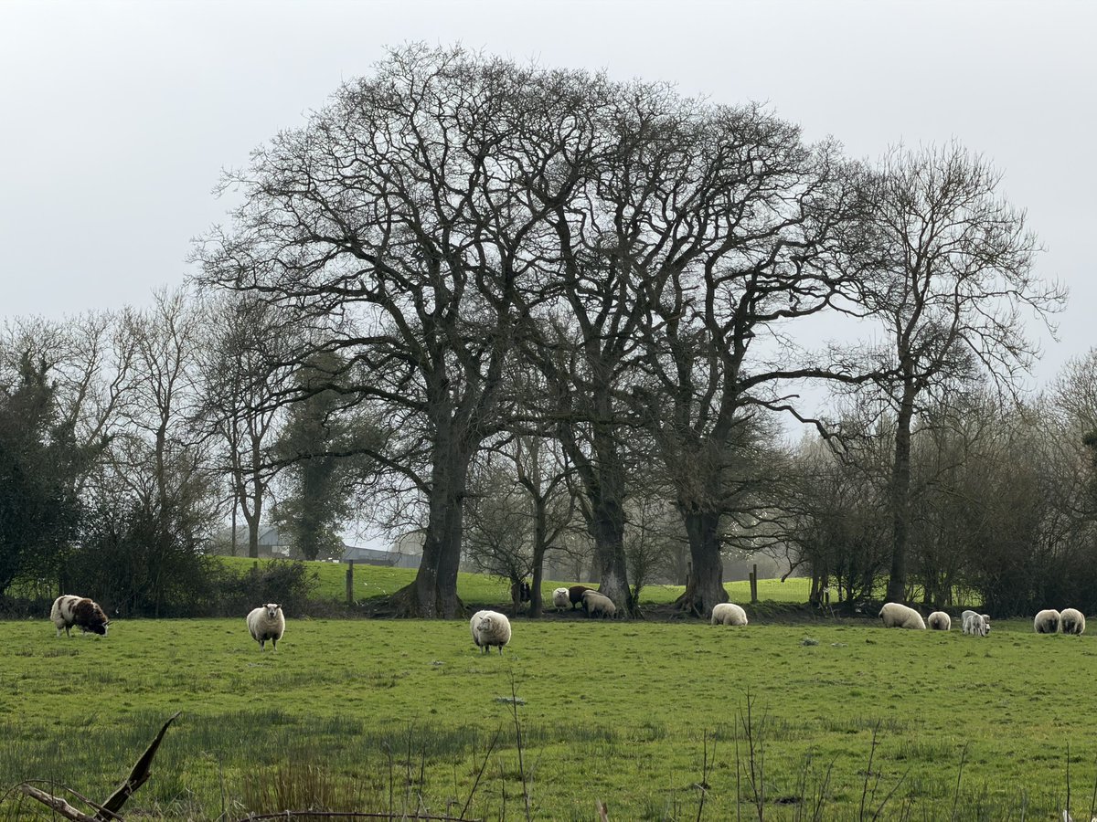 ClaudiuT tweet media