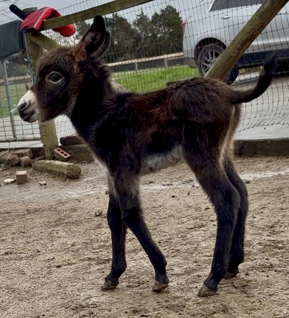 Courtney tweet media