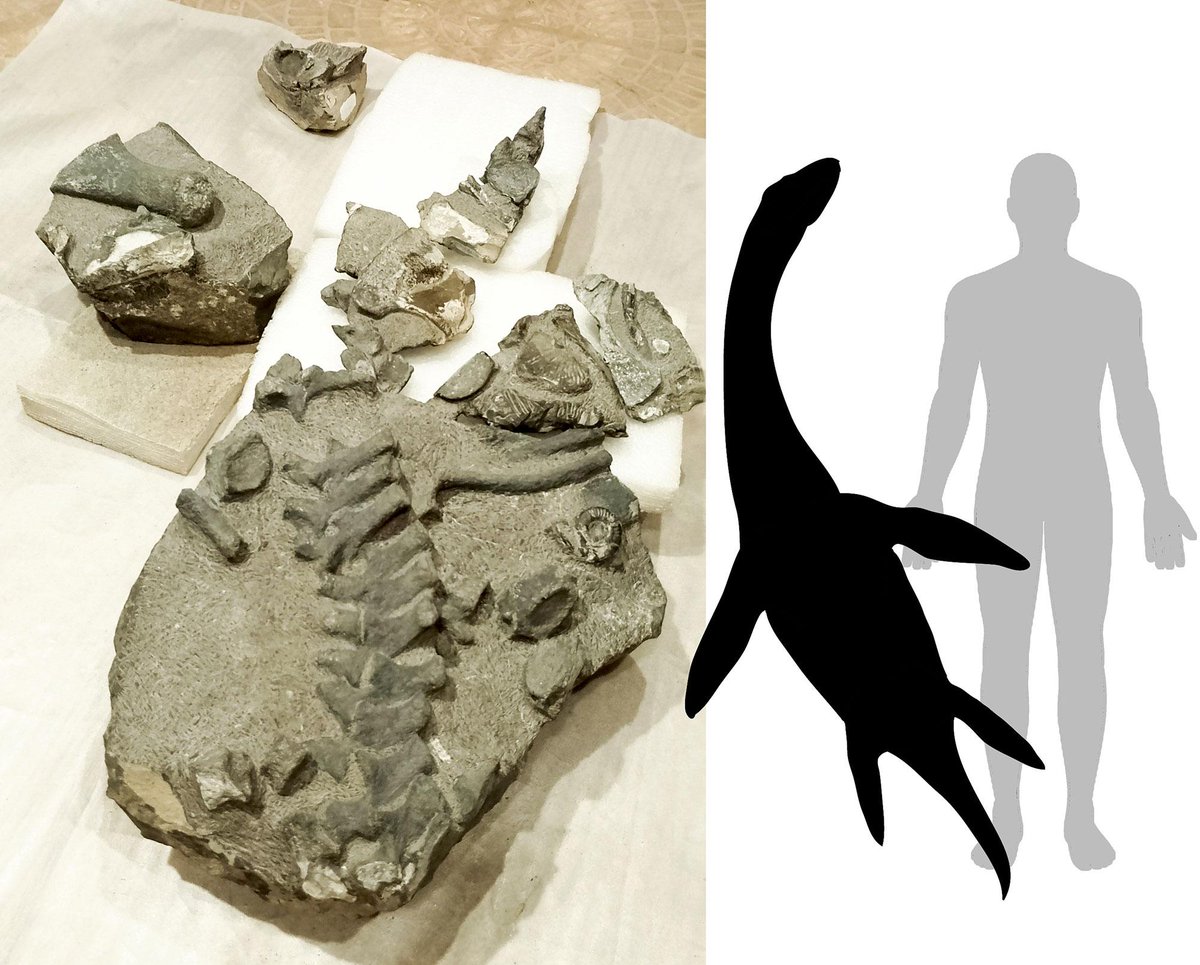 Universidad de Chile tweet media