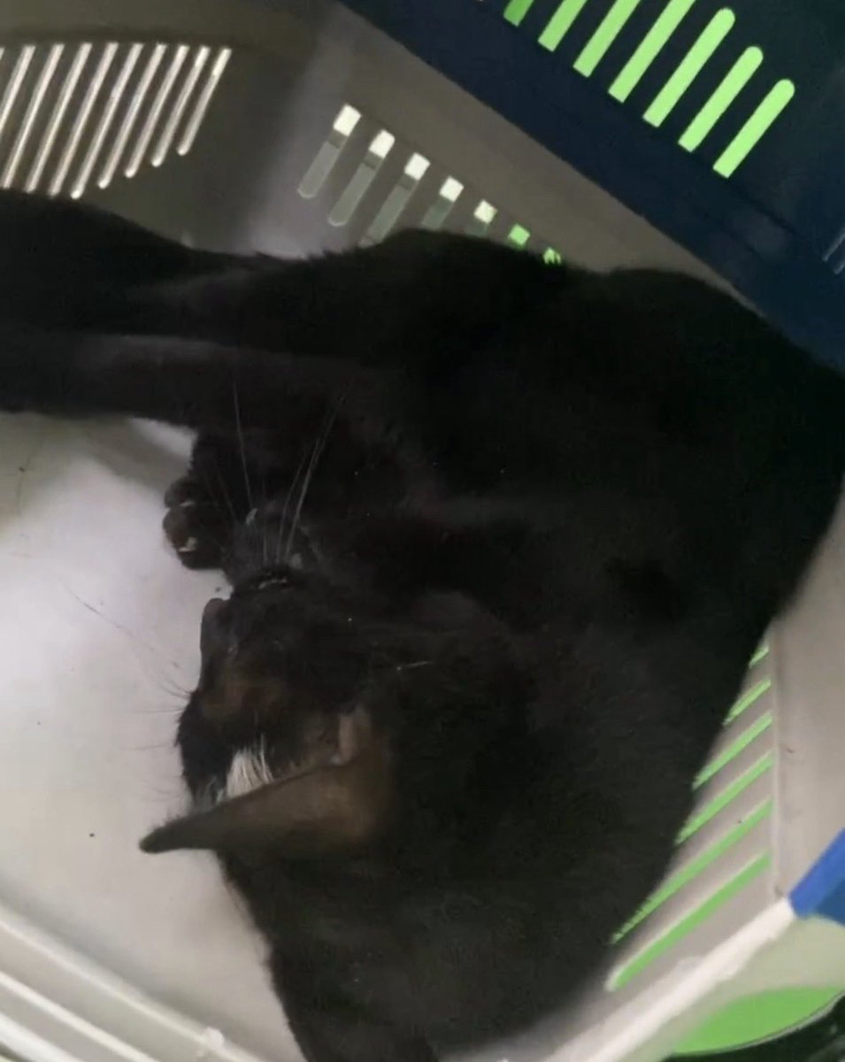 𝒯𝒶𝓁𝒾𝓉𝒶 tweet media